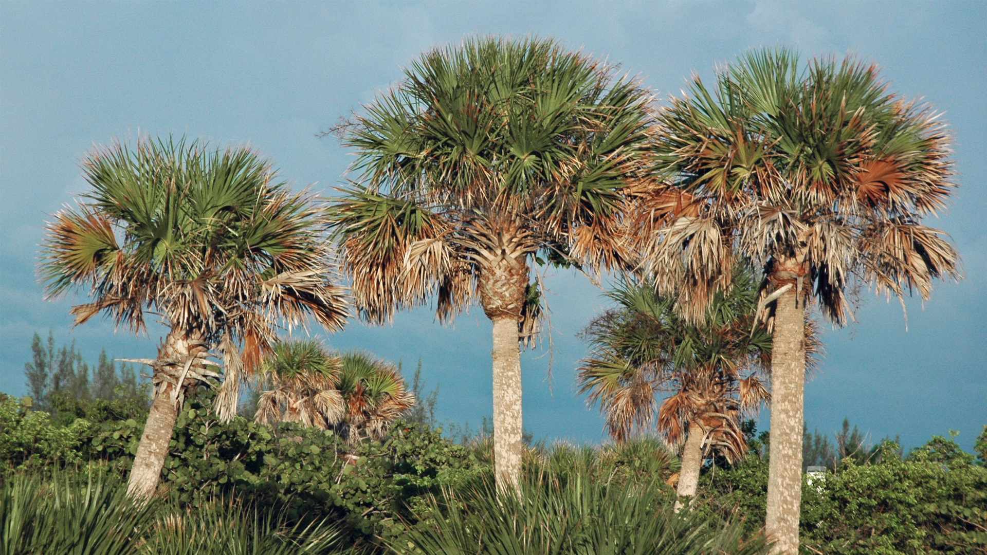 Rising seas threaten Florida's state tree | The Invading Sea, image size:1920x1080