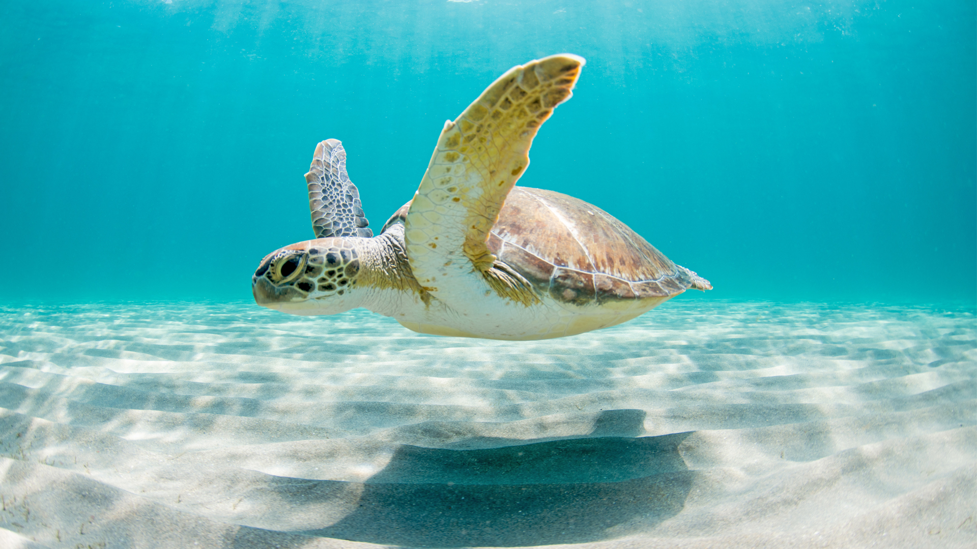 How a Washington bill threatens Florida’s wildlife 