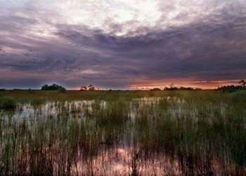 Sea rise is outpacing Everglades restoration — but scientists say there’s a solution