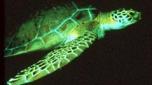 Warmer weather is turning turtles on this South Florida beach female