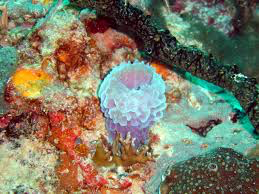 Disease wastes South Florida’s corals, despite end of bleaching
