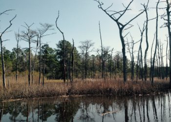 Helping plants survive sea-level rise requires tailored conservation plans