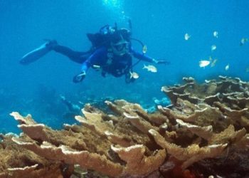 Florida Reefs Provide $1.6 Billion Buffer In Severe Storms, Study Finds