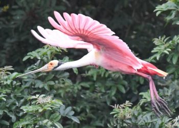 For one rare bird, flight from South Florida’s changing climate sparks a surprising revival