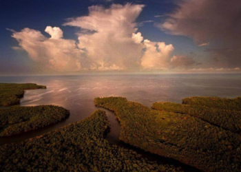 New Study Says Everglades Water Is Harming Keys Corals. Not Everyone Agrees