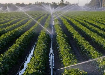 As climate change hits Florida agriculture, could the future be ‘carbon farming’?