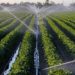 As climate change hits Florida agriculture, could the future be ‘carbon farming’?
