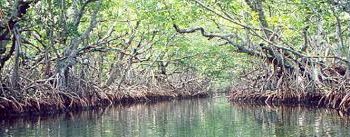 Studies show that mangroves are an effective and inexpensive defense against rising sea levels