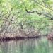 Studies show that mangroves are an effective and inexpensive defense against rising sea levels