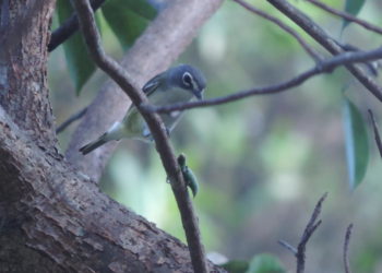 South Florida’s Fast-Changing Landscape Makes It Harder For Audubon To Count Birds