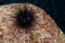Sea Urchins To The Rescue: Florida Researchers Launch Breeding Program To Help Revive Ailing Reefs