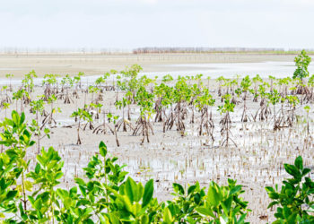 Struggling in South Florida, mangroves are beginning to take root farther north