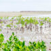 Struggling in South Florida, mangroves are beginning to take root farther north