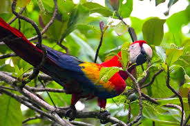 Costa Rica has discovered that embracing renewable energy and protecting its plants and animals are good for business
