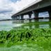 The Legislature must pass bill that would help eliminate harmful algal blooms