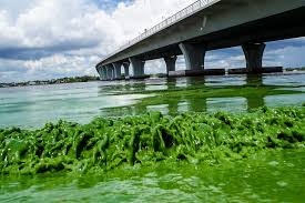 The Legislature must pass bill that would help eliminate harmful algal blooms