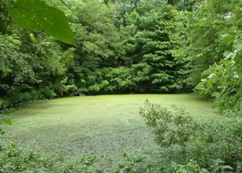 Legislation would curb water pollution from septic tanks and city-owned water and sewer operations