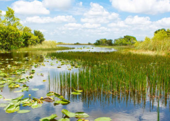 Signs of fires, hurricanes, other disruptions linger for years in the Everglades, FIU research shows