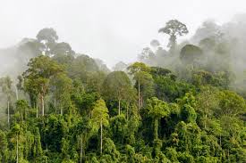 We need carbon-removal technology to help control the planet’s rising temperature, but pulling carbon out of the atmosphere won’t solve the climate crisis on its own