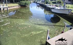 The algae blooms are back. Where’s Florida’s ‘green’ governor?