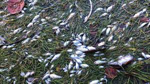 Biscayne Bay is suffocating, and Miami-Dade County leaders continue to let it die