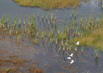 Floridians have spent decades destroying wetlands and natural areas; there was a small victory in Martin County recently