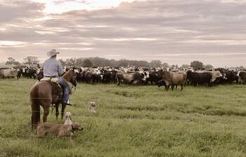 Florida’s ranches play a significant role in combatting the threats from the warming climate