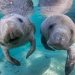 Manatees are starving to death, but Florida doesn’t seem to love them enough to save them