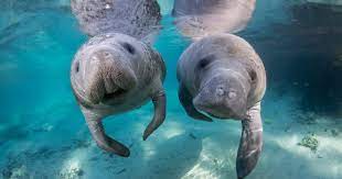 Manatees are starving to death, but Florida doesn’t seem to love them enough to save them
