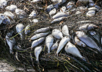In St. Petersburg, climate change smells like rotting fish