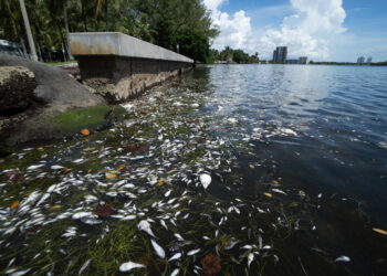The lesson from the massive fish kill in Biscayne Bay: Everything we do on land ends up in the bay