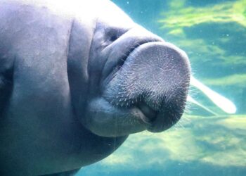 Florida’s manatees – and the state’s beleaguered environment – need help from governments at all levels