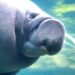 Florida’s manatees – and the state’s beleaguered environment – need help from governments at all levels