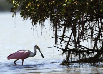 The best defense against hurricane damage is the coastal wetlands that nature has provided us
