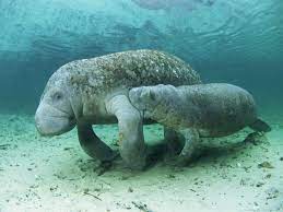 Florida manatees are starving to death. Why you should care.