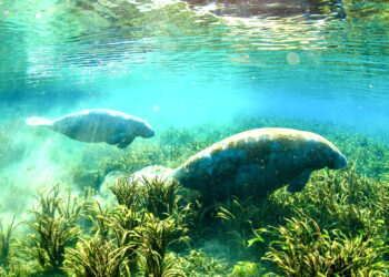 Restore the Ocklawaha River and help save the manatees