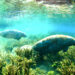 Restore the Ocklawaha River and help save the manatees