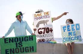 Florida’s manatees are starving and government officials need to act quickly to save them and the lagoon system that supports them