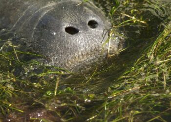 Reckless bill could further endanger manatees