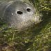 Reckless bill could further endanger manatees
