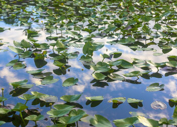 We’re defending a rare Florida wetland from oil drilling