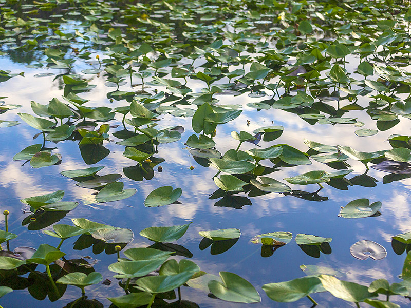 We&#39;re defending a rare Florida wetland from oil drilling | The Invading Sea