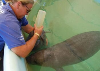 Fight to keep starving manatees alive
