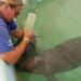 Fight to keep starving manatees alive