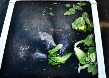 Finally, manatees eat offered lettuce to hold off starvation