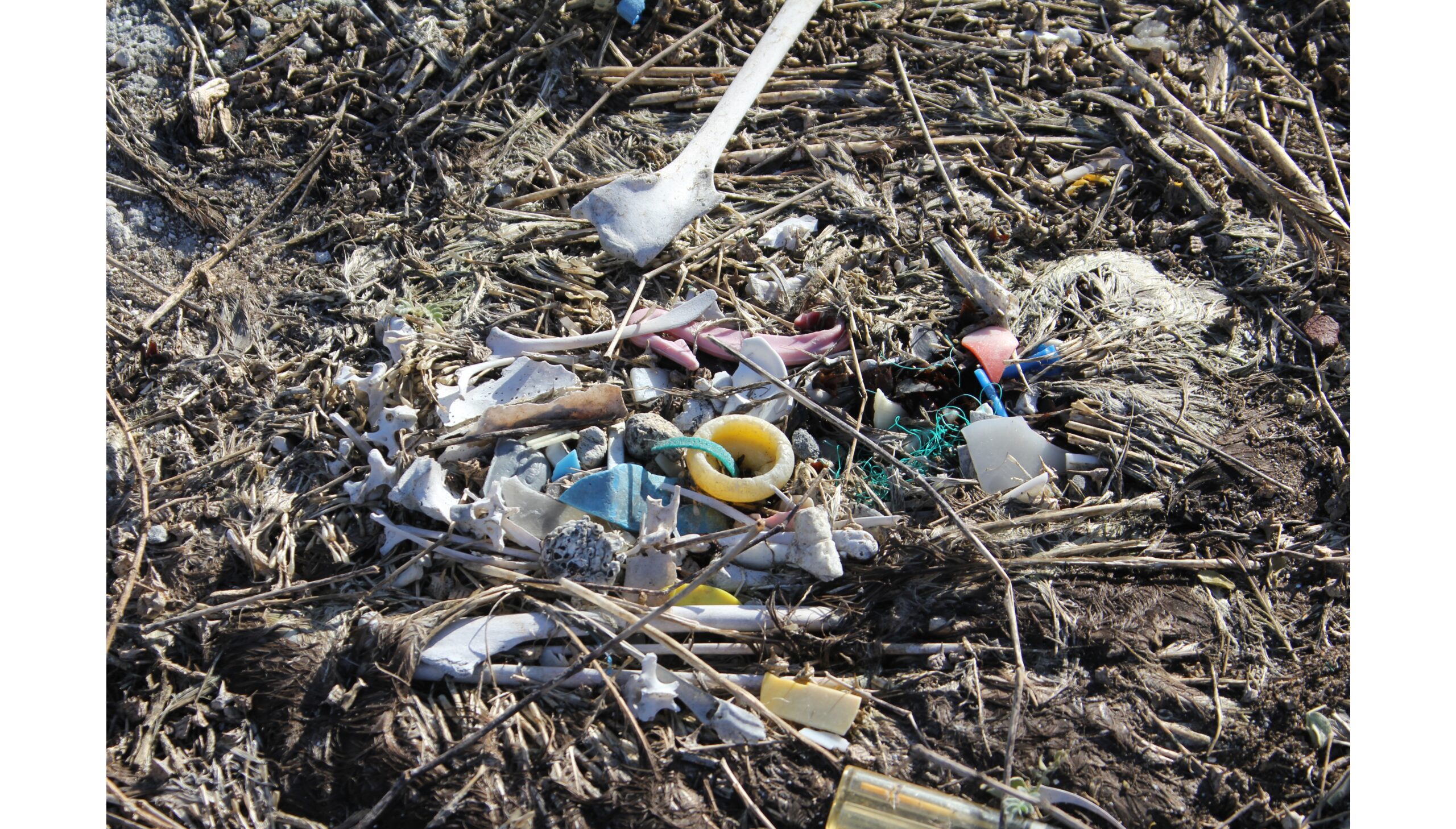 Let Florida cities and counties curb plastic pollution in local waterways