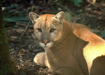Save the endangered Florida panther. Here’s how
