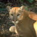 Save the endangered Florida panther. Here’s how