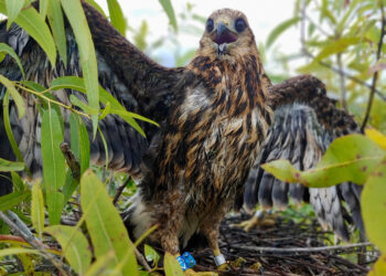 Signs of hope for endangered Everglade snail kite