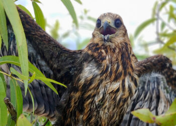 Signs of hope for endangered Everglade snail kite